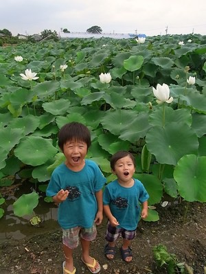 ～ハスの花～