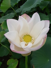 ～ハスの花～