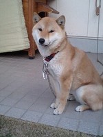 柴犬ナミも一歳に 2009/02/11 08:04:36