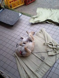 虫干しのポーズ 2009/05/15 11:26:09