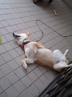 今日も爆睡 2009/07/21 12:31:49