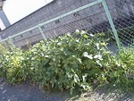 めぐろ王 収穫