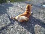 柴犬ナミの１日～まったりと・・・ 2008/11/14 14:48:54