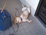 柴犬ナミの一日　昼寝 その３〜 爆睡 2008/10/20 15:05:16