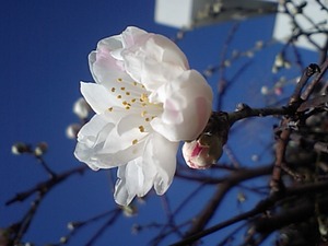 花桃　