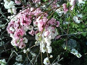 花桃満開