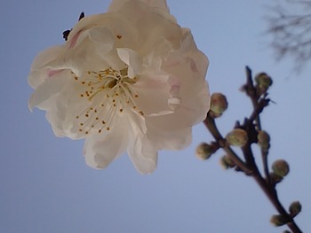 花桃　２