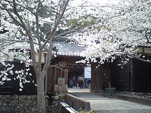 土井酒造さんの櫻花満開