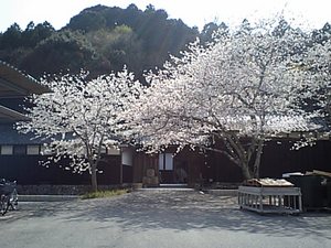 土井酒造さんの櫻花満開