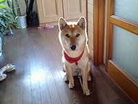 半年間で、これだけ成長しました 2009/02/27 11:35:59