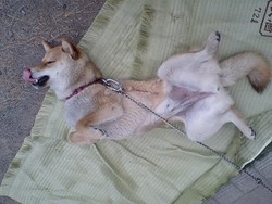 虫干しのポーズ