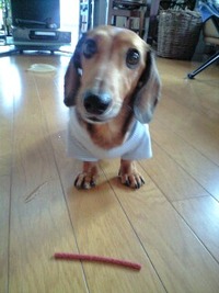 ～お知らせ・定休日～ 2011/10/11 15:08:54