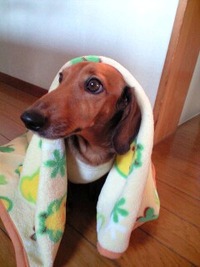 定休日 2011/11/10 18:06:23