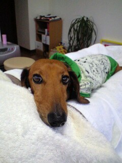 出張のお知らせ