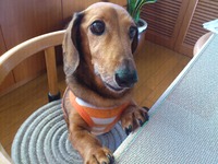 定休日☆お知らせ 2012/07/13 12:02:34