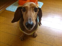 ～7月の予定～ 2012/06/08 14:20:51