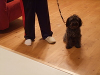 犬のしつけ教室