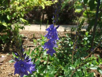 明日はハーブ講座です♪