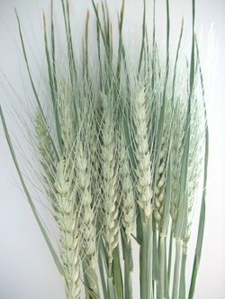 今年の小麦♪