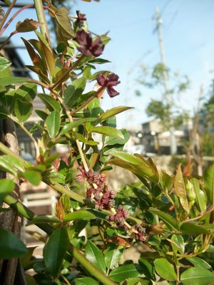 アケビの花