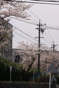 サクラ