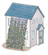 「緑のカーテン」で節電！