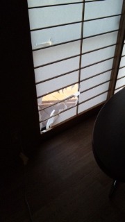 ウチのワンコがやってくれました！！
