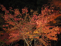 秋の小國神社は幻想的