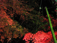 秋の小國神社は幻想的