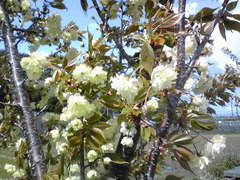桜