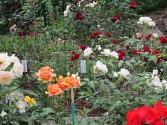 秘密の花園！