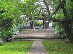 医王寺の苔と紫陽花