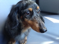愛犬の死… 2017/09/11 18:50:25