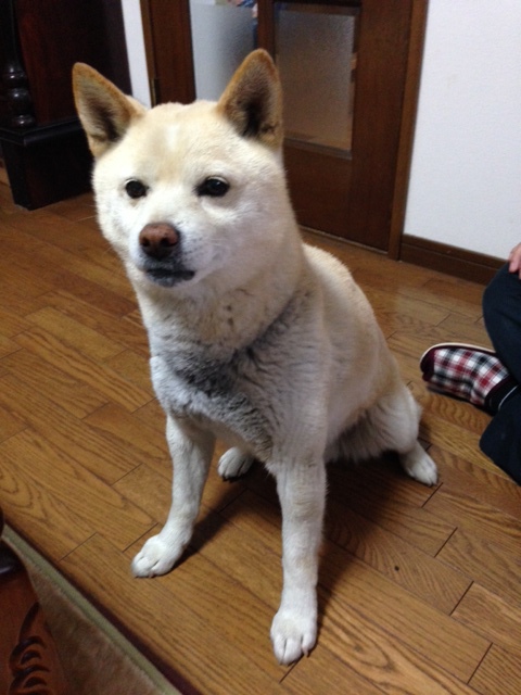 二重まぶたは犬だって 世話焼きオヤジのつぶやき