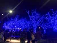 世間はクリスマスムードですね 2017/12/16 20:40:10