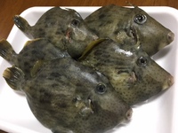 釣りたてのカワハギ届きました！ 2018/05/02 17:17:01