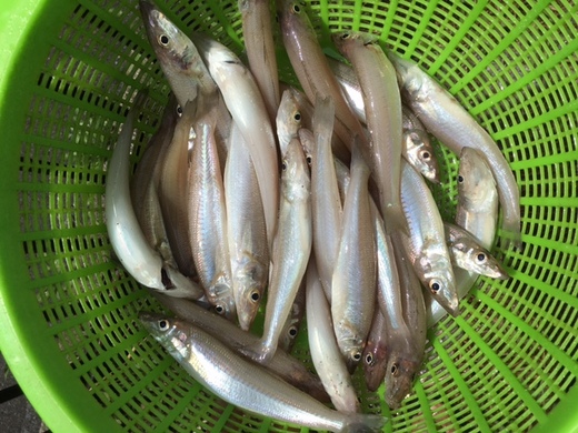 キス釣り好調ですぜ！