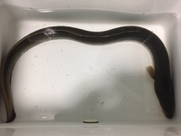 オロナミンCサイズ！ 2018/06/09 22:40:10