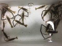 テナガエビの季節 2020/06/22 22:54:33