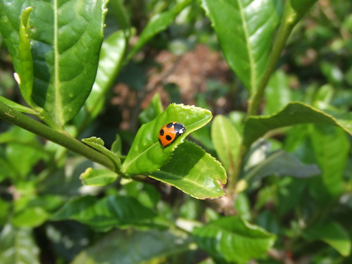 秋番茶