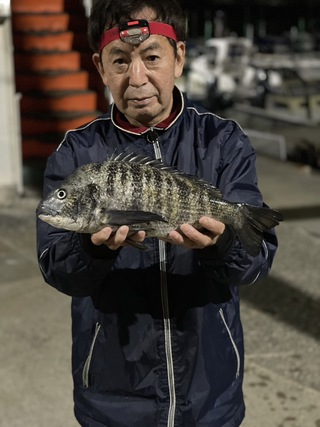 クロダイ、カイズの釣果