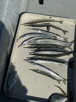 サヨリの釣果