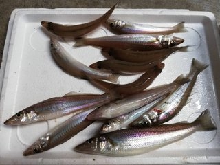 キスの釣果 弁天釣センターの浜名湖釣り情報