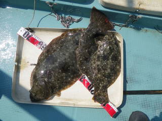 ヒラメの釣果