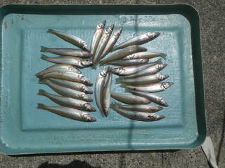 キスの釣果