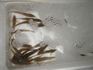 ヒラメ釣り