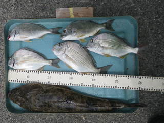 本ゴチとヘダイの釣果