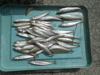 キスの釣果 弁天釣センターの浜名湖釣り情報