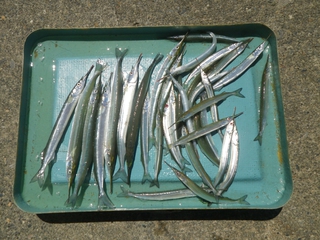 サヨリの釣果