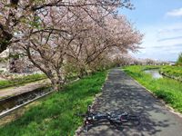 安間川の桜 2024/04/11 18:00:00